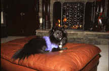 ZoeySweater.jpg (50915 bytes)