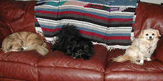 3 doggies in Austin.jpg (120346 bytes)