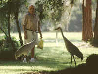 goofyBirds.jpg (115877 bytes)