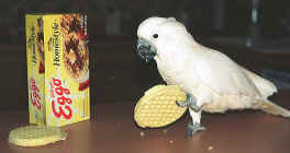 samanthaEggo.JPG (36439 bytes)