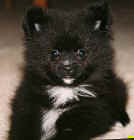 zoey.jpg (51672 bytes)