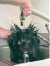 zoeybath.jpg (70569 bytes)